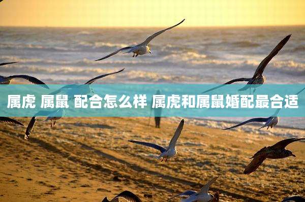 属虎 属鼠 配合怎么样 属虎和属鼠婚配最合适