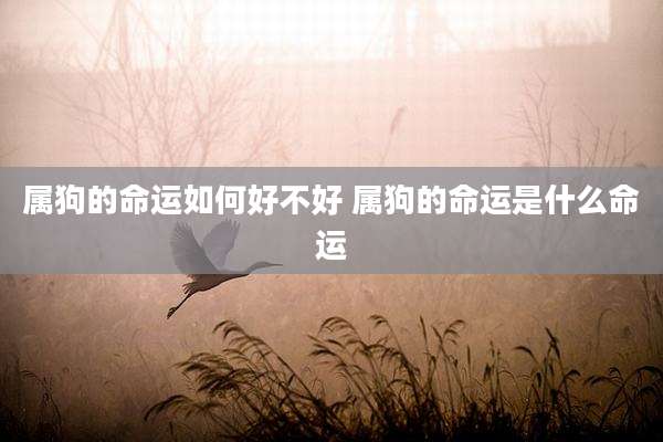 属狗的命运如何好不好 属狗的命运是什么命运