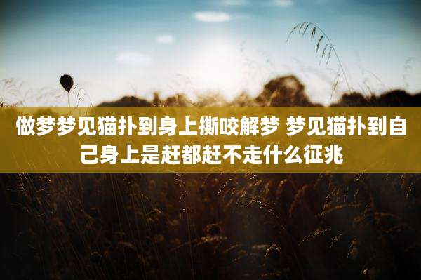 做梦梦见猫扑到身上撕咬解梦 梦见猫扑到自己身上是赶都赶不走什么征兆