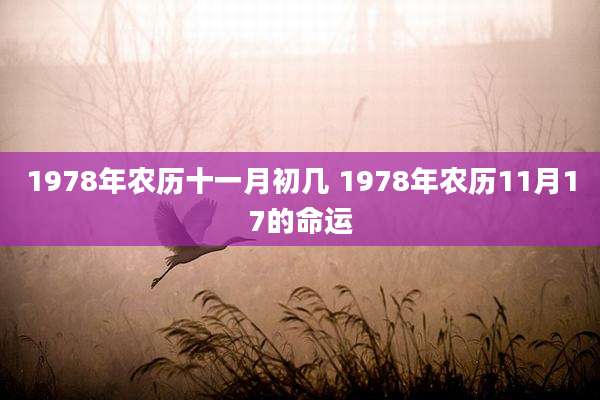 1978年农历十一月初几 1978年农历11月17的命运