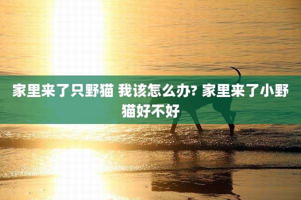 家里来了只野猫 我该怎么办? 家里来了小野猫好不好