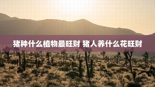 猪种什么植物最旺财 猪人养什么花旺财
