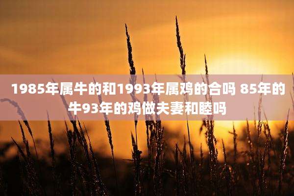 1985年属牛的和1993年属鸡的合吗 85年的牛93年的鸡做夫妻和睦吗