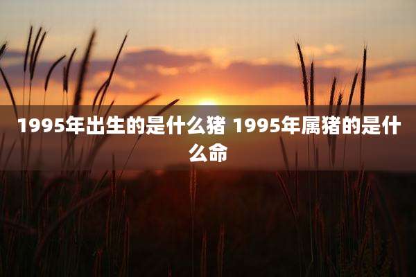 1995年出生的是什么猪 1995年属猪的是什么命