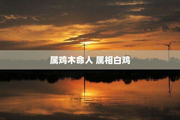 属鸡木命人 属相白鸡