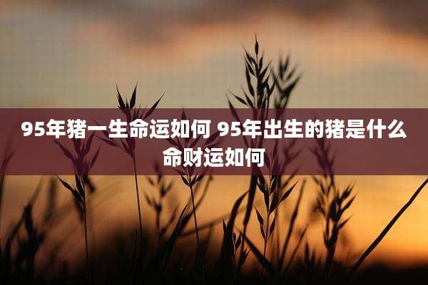 95年猪一生命运如何 95年出生的猪是什么命财运如何