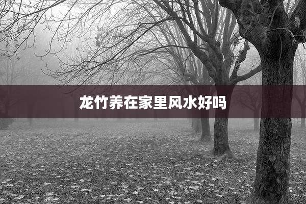 龙竹养在家里风水好吗