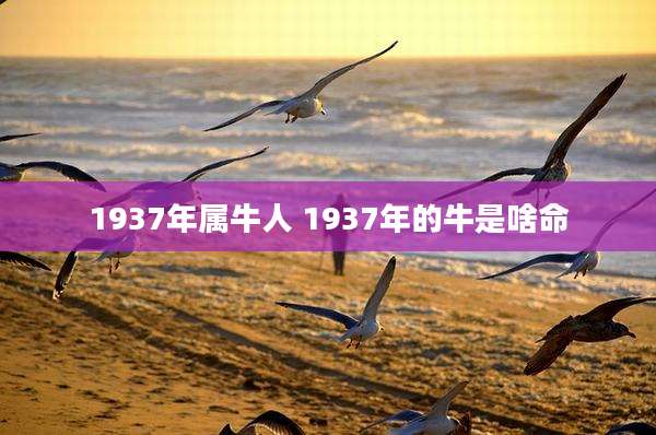 1937年属牛人 1937年的牛是啥命