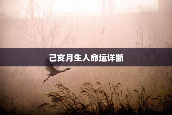 己亥月生人命运详断