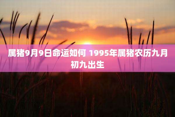属猪9月9日命运如何 1995年属猪农历九月初九出生
