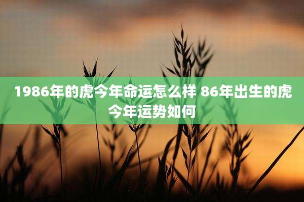 1986年的虎今年命运怎么样 86年出生的虎今年运势如何