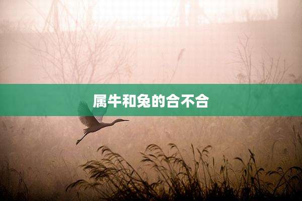 属牛和兔的合不合