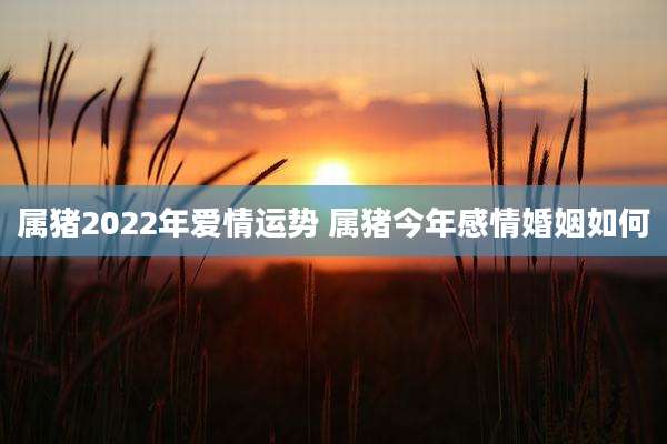 属猪2022年爱情运势 属猪今年感情婚姻如何