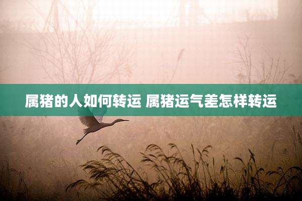 属猪的人如何转运 属猪运气差怎样转运