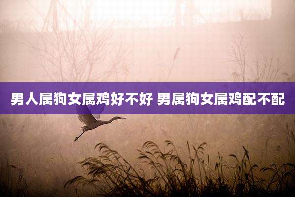 男人属狗女属鸡好不好 男属狗女属鸡配不配
