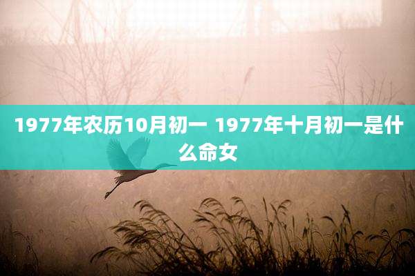 1977年农历10月初一 1977年十月初一是什么命女
