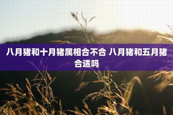 八月猪和十月猪属相合不合 八月猪和五月猪合适吗