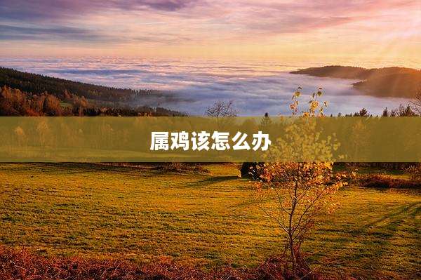 属鸡该怎么办