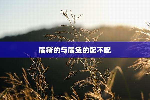 属猪的与属兔的配不配