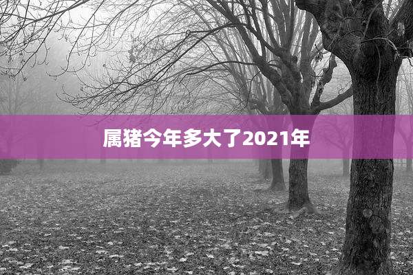 属猪今年多大了2021年