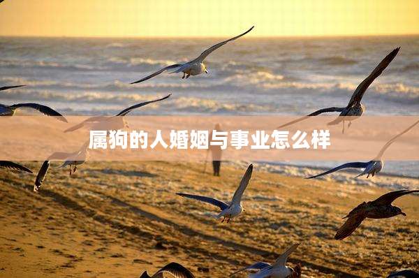 属狗的人婚姻与事业怎么样