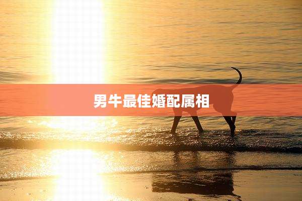 男牛最佳婚配属相