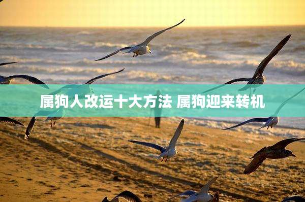 属狗人改运十大方法 属狗迎来转机