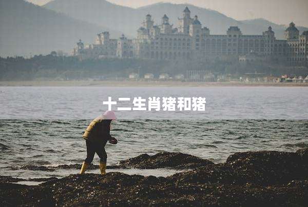 十二生肖猪和猪