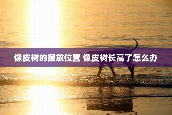 像皮树的摆放位置 像皮树长高了怎么办