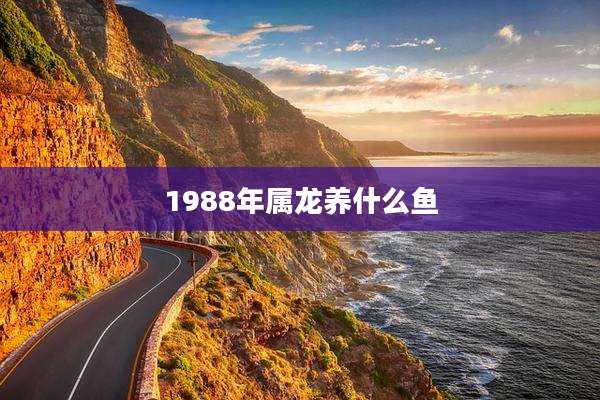 1988年属龙养什么鱼
