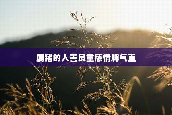 属猪的人善良重感情脾气直