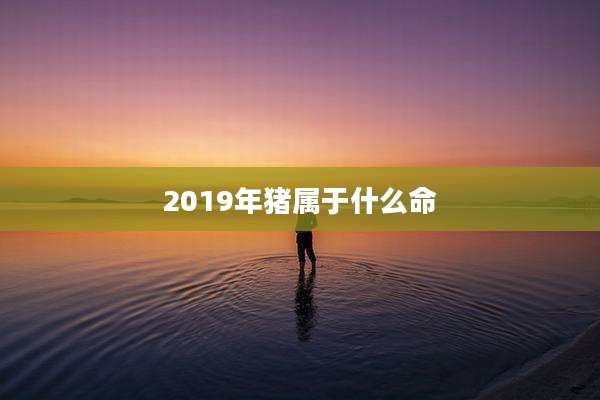 2019年猪属于什么命