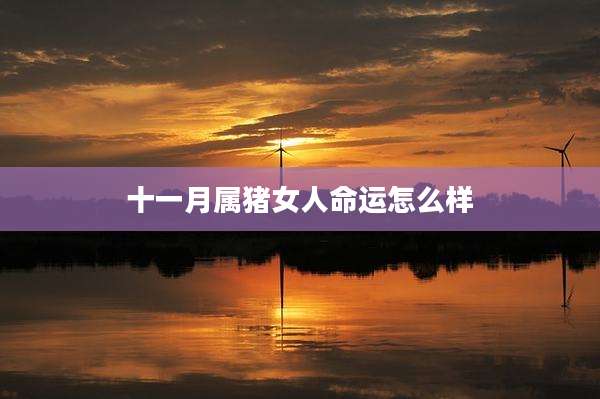 十一月属猪女人命运怎么样