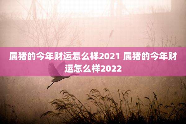 属猪的今年财运怎么样2021 属猪的今年财运怎么样2022