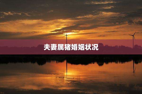夫妻属猪婚姻状况