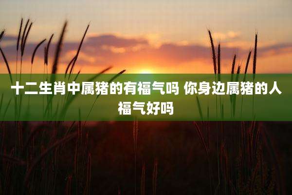 十二生肖中属猪的有福气吗 你身边属猪的人福气好吗