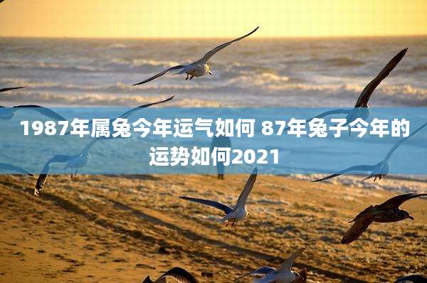 1987年属兔今年运气如何 87年兔子今年的运势如何2021