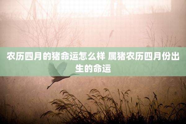 农历四月的猪命运怎么样 属猪农历四月份出生的命运
