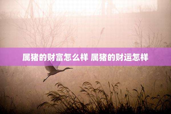 属猪的财富怎么样 属猪的财运怎样