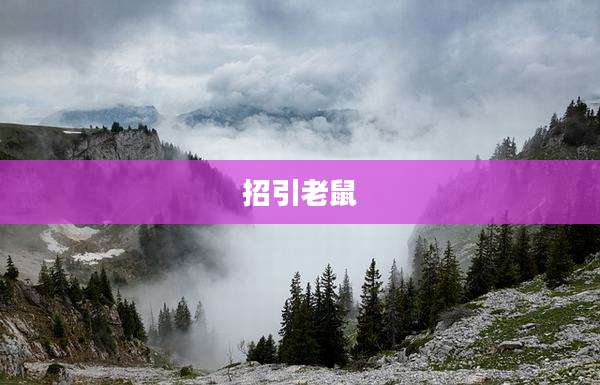 招引老鼠