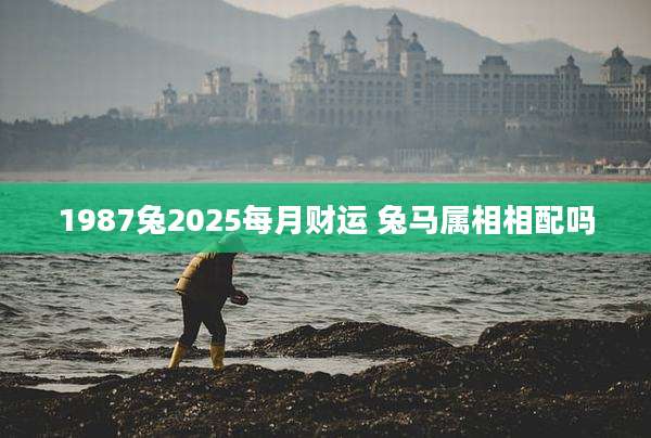 1987兔2025每月财运 兔马属相相配吗