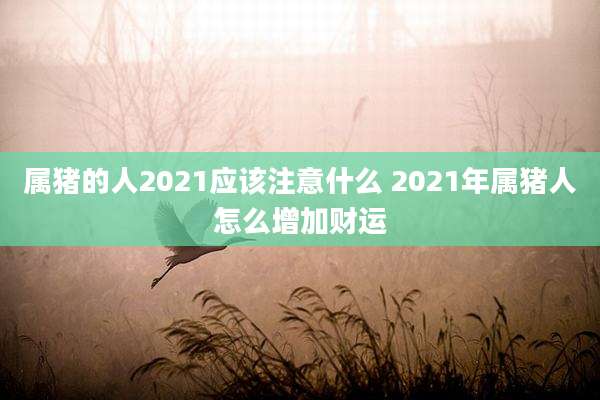 属猪的人2021应该注意什么 2021年属猪人怎么增加财运