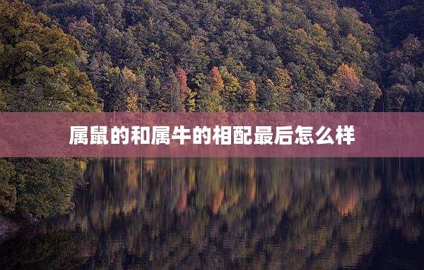属鼠的和属牛的相配最后怎么样