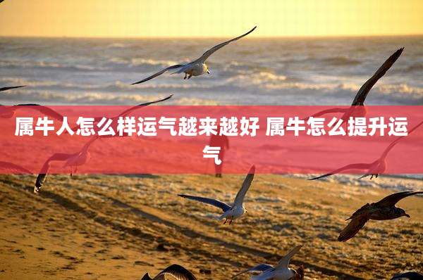属牛人怎么样运气越来越好 属牛怎么提升运气