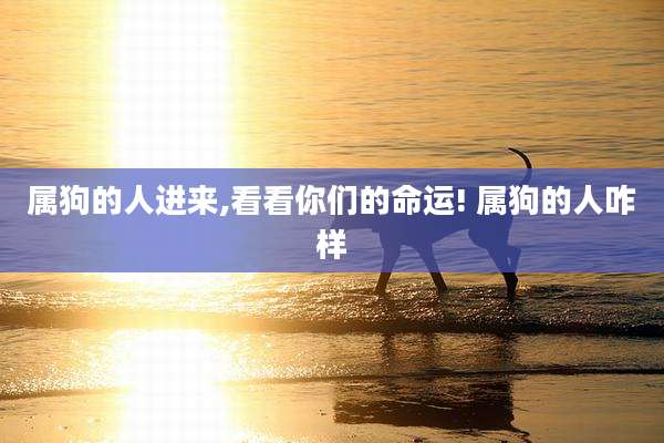 属狗的人进来,看看你们的命运! 属狗的人咋样