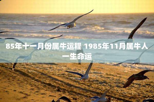 85年十一月份属牛运程 1985年11月属牛人一生命运