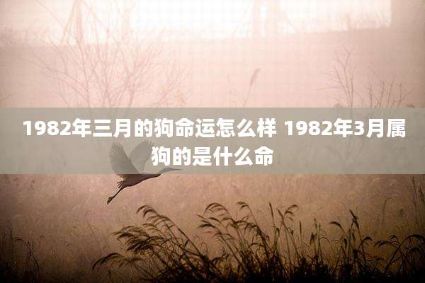 1982年三月的狗命运怎么样 1982年3月属狗的是什么命