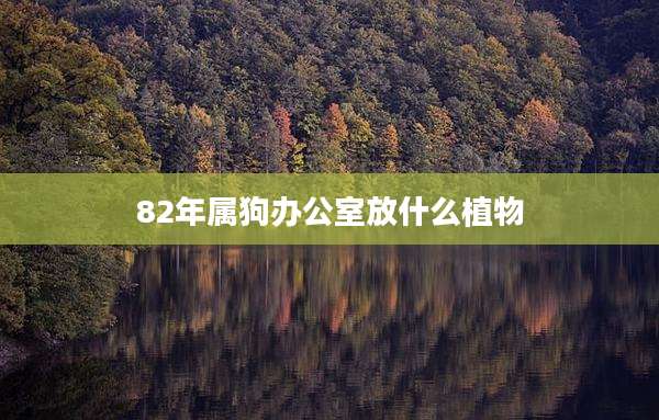 82年属狗办公室放什么植物