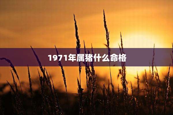 1971年属猪什么命格
