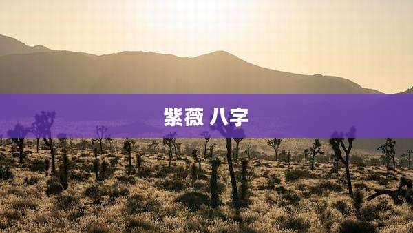紫薇 八字
